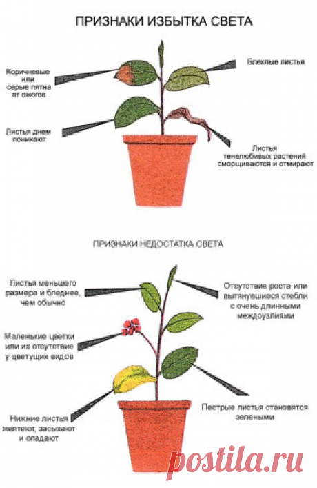 Сколько света нужно разным культурам. Как узнать, когда света слишком мало, а когда много. | Для дачников.ру