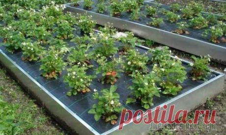 Виды и способы мульчирования клубники в теплице и открытом грунте