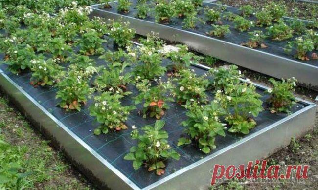 Виды и способы мульчирования клубники в теплице и открытом грунте