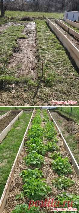 И опять узкие грядки - Сад, огород - Страна Мам