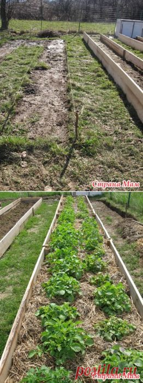 И опять узкие грядки - Сад, огород - Страна Мам