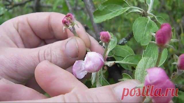 Чем опасен для сада цветоед яблонный? | 6 соток