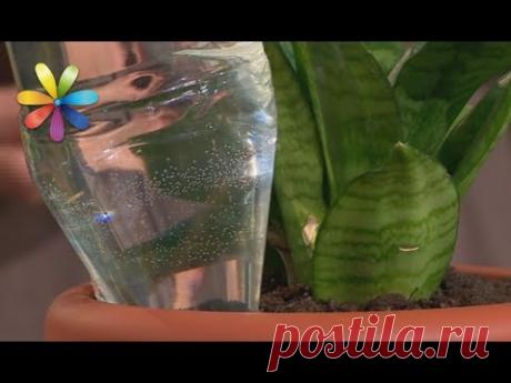 Новый тренд полива растений! С помощью ПОДГУЗНИКА – Все буде добре. Выпуск 1045 от 03.07.17 ♦ Видео, которые просмотрели уже более 1 миллиона людей!https://bit.ly/1-000-000-views↓ Больше полезного ниже! ↓♥ Подпишитесь на наш Youtube канал! → https://...