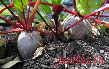 Что посадить в тени