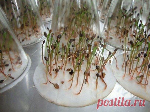 Семена прорастут за ПАРУ ДНЕЙ
Не успели посадить рассаду томатов и перцев вовремя? Не беда! Есть экспресс-метод, который поможет прорастить семена быстро и легко.

Дольше всего прорастают семена перцев (примерно 10 дней) из-за того, что у их семян очень плотная оболочка. Чтобы справиться с этой проблемой, аккуратно обрежьте острый краешек каждого семени маникюрными ножничками.

А теперь, самое главное - контрастный душ! Наполните один стакан льдом и холодной водой, а друго...