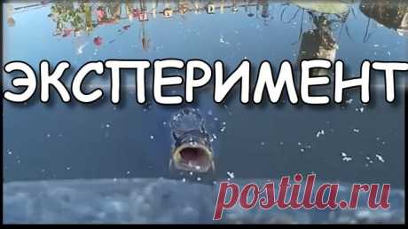Мой дачный пруд. Разведение рыб, ЭКСПЕРИМЕНТ. Выращивание карпа в дачном пруду, эксперимент. Решил отдать дань моде. Развести рыб в дачном пруду

#дачасвоимируками #самоделкидлядачи #идеидлядачи #дачныйпартизан 

---------------------------------------
✔ Подписывайтесь на канал. Нажав на колокольчик, который находится рядом с кнопкой подписаться, вы будете получать уведомлении о выходе нового видео на канале.
 ---------------------------------------- 
☻ Хотите поддержать к...