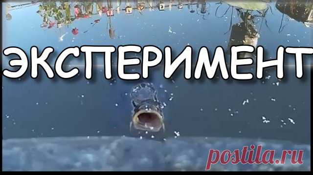 Мой дачный пруд. Разведение рыб, ЭКСПЕРИМЕНТ. Выращивание карпа в дачном пруду, эксперимент. Решил отдать дань моде. Развести рыб в дачном пруду

#дачасвоимируками #самоделкидлядачи #идеидлядачи #дачныйпартизан 

---------------------------------------
✔ Подписывайтесь на канал. Нажав на колокольчик, который находится рядом с кнопкой подписаться, вы будете получать уведомлении о выходе нового видео на канале.
 ---------------------------------------- 
☻ Хотите поддержать к...
