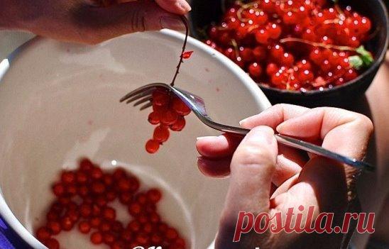 РЕЦЕПТ ВИНА ИЗ КРАСНОЙ СМОРОДИНЫ. 
Вино из красной смородины, приготовленное по этому рецепту - очень вкусное, хорошо перебраживает, получается полусладким, красивого рубинового цвета. Одно из самых вкусных домашних вин. Главное его достоинство - оно готовится без грана дрожжей, используются только натуральные дрожжевые бактерии, которые живут на ягодах. 
Сначала готовлю закваску: 1 стакан НЕМЫТОЙ малины, 0,5 стакана НЕМЫТОГО шиповника, 0,5 стакана сахара заливаю водой и оставляю на 3 дня, зак