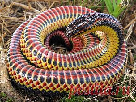 440px-Farancia_erytrogramma_rainbow_snake.jpg (440×330)