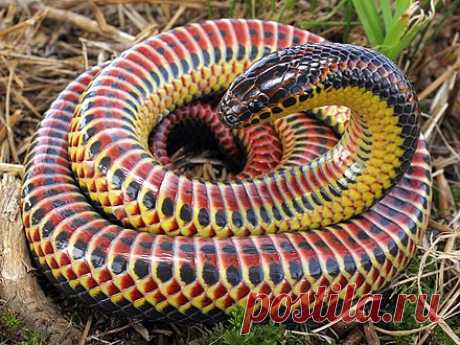 440px-Farancia_erytrogramma_rainbow_snake.jpg (440×330)