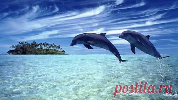 Чудесные песни дельфинов!
Добавляйте себе и наслаждайтесь!