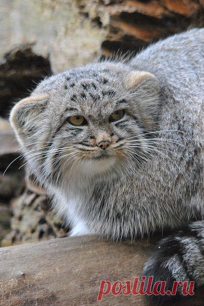 манул-персидский дикий кот