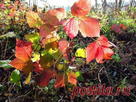 ФОТОМАСТЕРСКАЯ ПРИРОДЫ
Тамара (Шапошникова) Тищенко