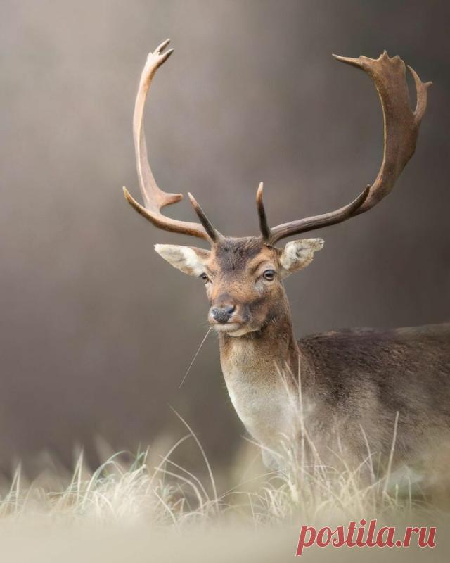 Прекрасные моменты дикой природы через объектив фотографа Дика ван Дёйна