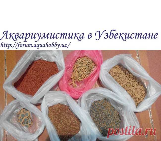 Каким кормом вы пользуетесь? - Африка - Аквариумистика в Узбекистане