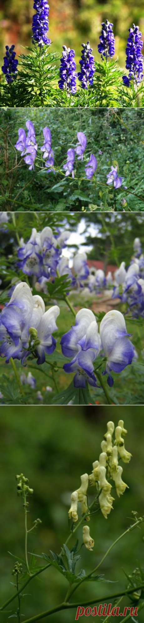 Ядовитый Аконит | 6 соток