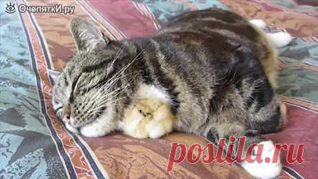 (50) Одноклассники