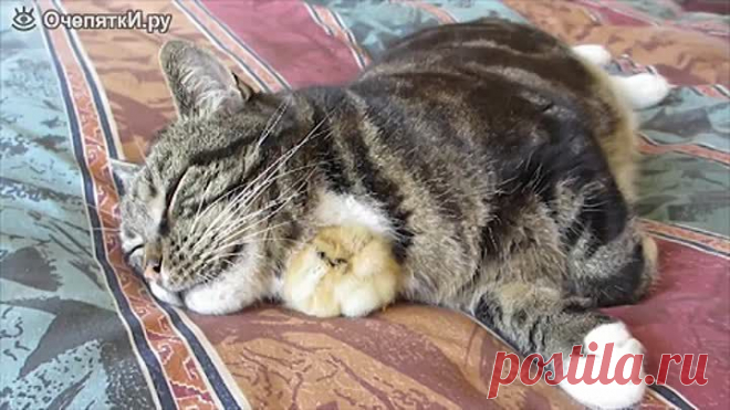 (50) Одноклассники