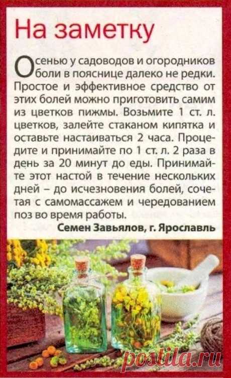 Пижма от болей в пояснице