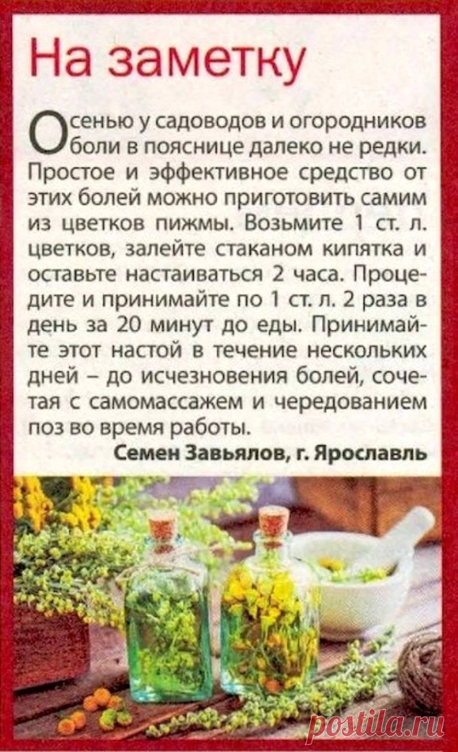 Пижма от болей в пояснице