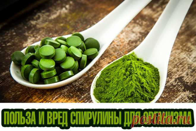 Польза и вред спирулины для организма | Полезные советы