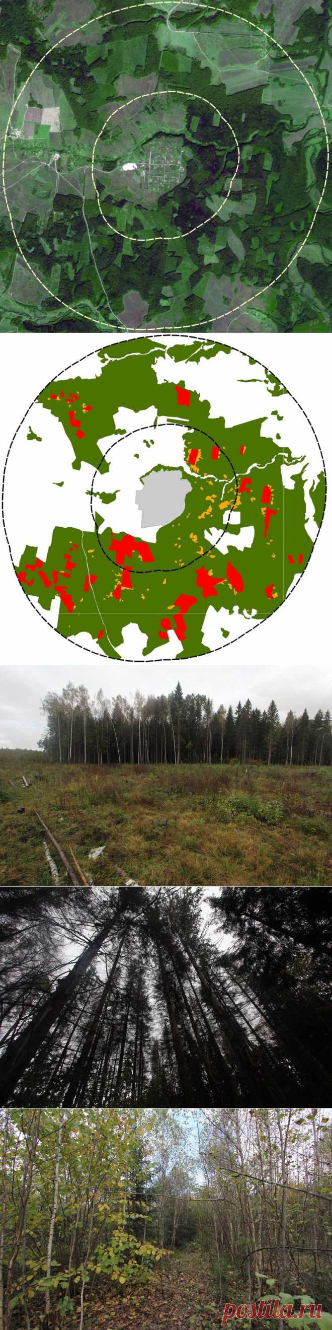 О лесопользовании: ситуация в окрестностях экопоселения Ковчег Калужской области - ПРИРОДА ВЕЛИКИЙ ГЕНИЙ!