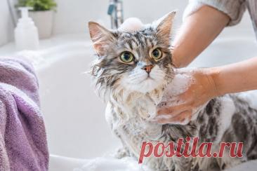 🐱 Какой шампунь подходит кошке и почему нельзя использовать человеческую косметику? Разбираемся в составе средств, правилах купания и уходе за шерстью. 🛁

 #Кошки #УходЗаЖивотными #СоветыВетеринара 
Изображение от ChatGPT