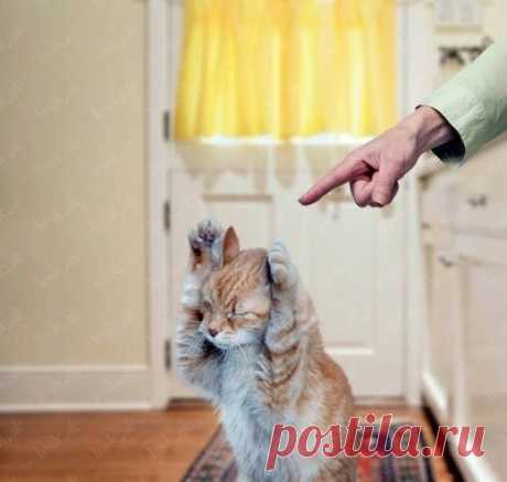 Отучаем кота метить территорию в доме | Кот и Кошка | Яндекс Дзен
