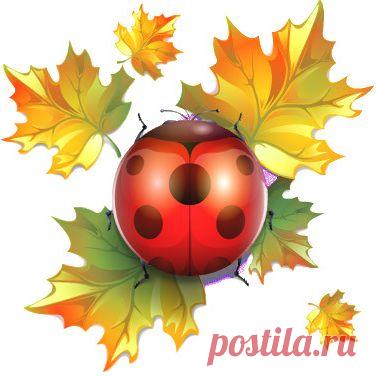 картинки божья коровка прикольные - Поиск в Google