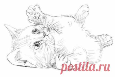 Рисуем котенка