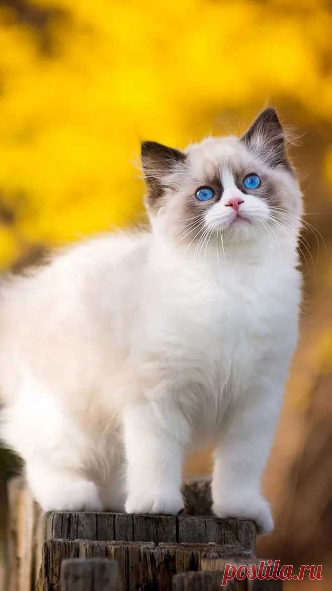 Фото – Google+