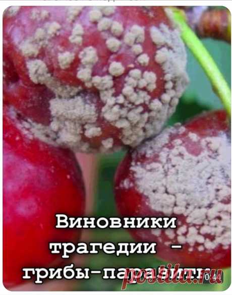 Монилиоз