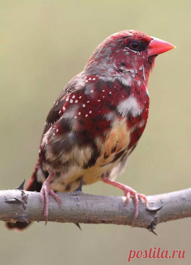 30 Beautiful Birds You Might Not Have Heard About | Bored Panda