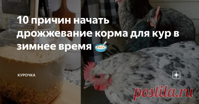 10 причин начать дрожжевание корма для кур в зимнее время 🥣 Добрый день, опытные и начинающие птицеводы! Сегодня будем говорить про дрожжевание корма в домашних условиях. 10 причин, почему вам нужно ферментировать корм для кур зимой.
Ферментация куриного корма проста и дает многочисленные преимущества для здоровья кур. Разумеется, дрожжевание корма высвобождает больше питательных веществ, чем в простых мешанках, зерносмесях и комбикормах. А ваши пернатые