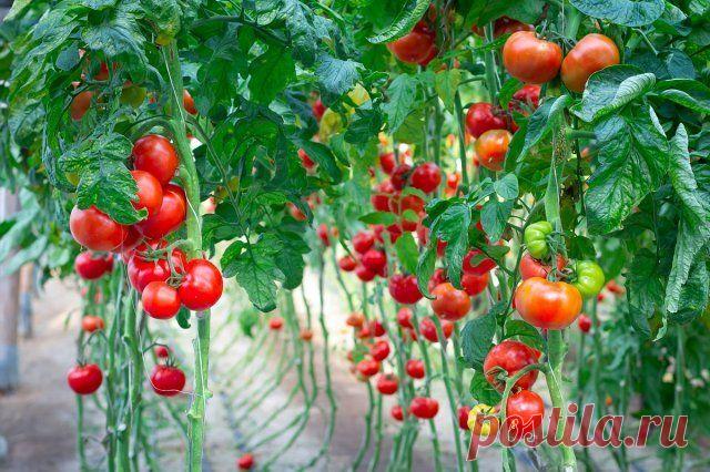 ЧТО ПОСАДИТЬ В ОТКРЫТЫЙ ГРУНТ В АПРЕЛЕ