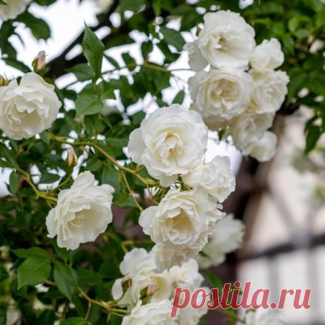 О ПЛЕТИСТОЙ РОЗЕ Розы, несомненно являются аристократками наших садов. Благодаря селекции и разнообразию сортов и видов, они могут украшать клумбы, балконы, арки, фасады домов , и даже служить живой изгородью. Плетущая роза, ее посадка и уход, несколько отличается от от разведения традиционных роз.Вот...