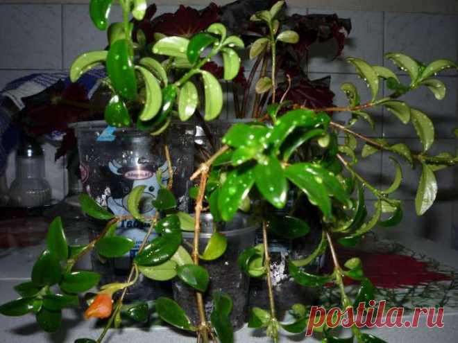Гипоцирта голая (Hypocyrta glabra) | Aspidistra.ru