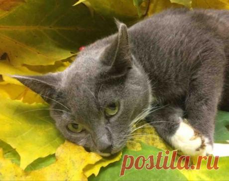 Прикольных котов пост - ЯПлакалъ