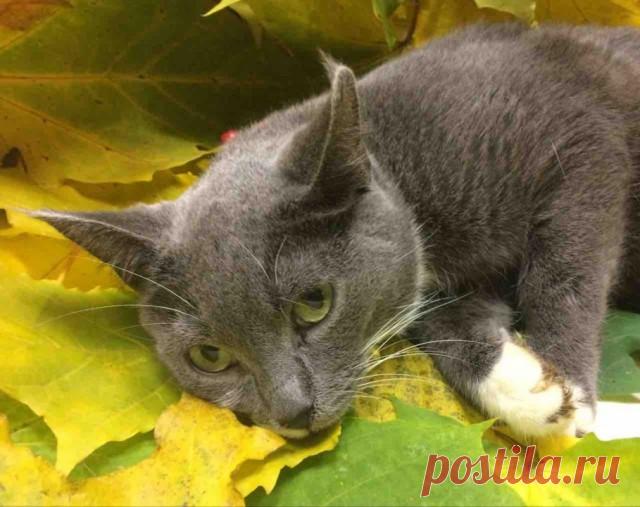 Прикольных котов пост - ЯПлакалъ