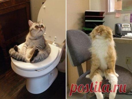 Эй человек зырь как,я умею (25 фото)