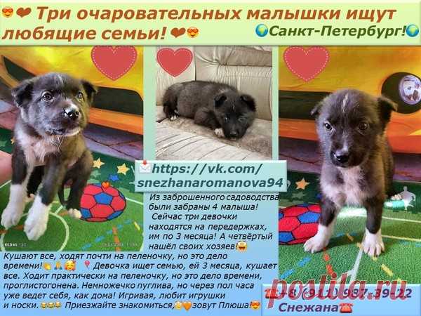 Три очаровательных малышки ищут любящие семьи! – ПОДАРИ НАДЕЖДУ, пользователь Ирина Курбацкая | Группы Мой Мир