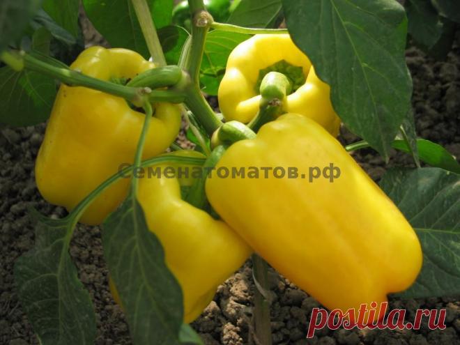 Бизон желтый перец Огород без хлопот - информационный сайт для дачников, садоводов и огородников.