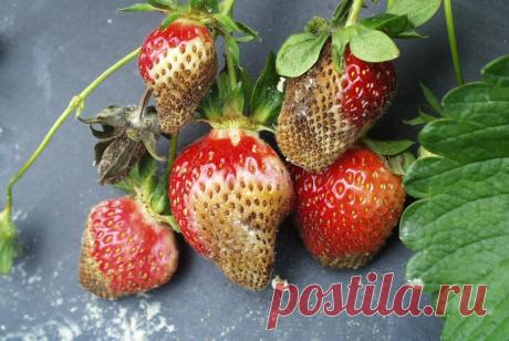 Фитофтороз клубники: лечение гнили, описание с фото, подходящие методы борьбы Фитофтороз клубники: лечение, чем обрабатывать, симптомы, в теплице и открытом грунте, причины появления, профилактика, методы борьбы.