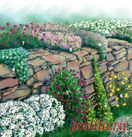 1. Ясколка войлочная (Cerastium tomentosum). 2. Хохлатка желтая (Corydalis lutea). 3. Гипсофила ползучая (Gypsophila repens). 4. Колокольчик Пожарского (Campanula poscharskyana). 5. Герань пепельная (Geranium cinereum). 6. Алиссум горный (Alyssum montanum). 7. Армерия приморская (Armeria maritima). 8. Вероника нитевидная (Veronica filiformis). 9. Флокс Дугласа (Phlox douglasii). 10. Арабис кавказский (Arabis caucasica).