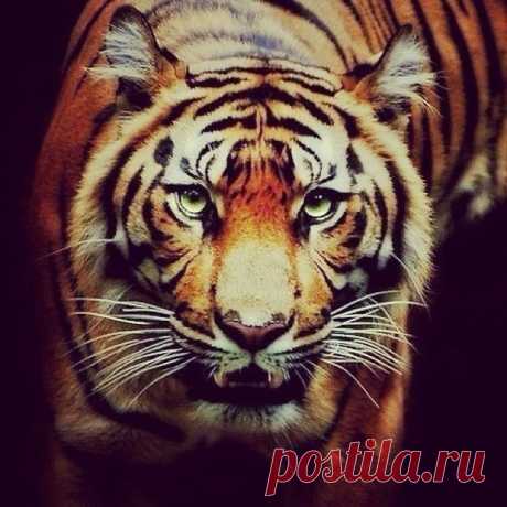Характер — это оружие. Главное не стрелять по своим.
