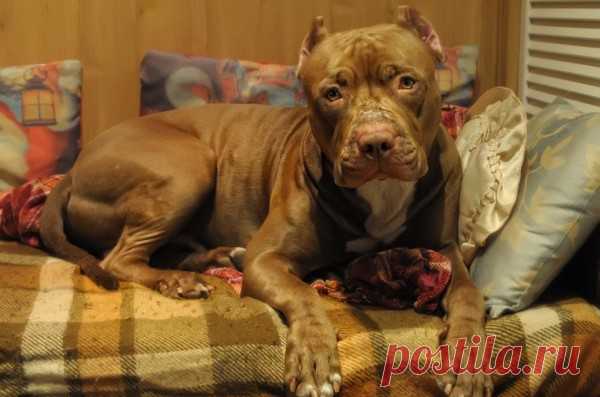 Консультирует Ветврач и зоопсихолог Гордеева Елена – Блог. Run, пользователь Марина Николаева | Группы Мой Мир