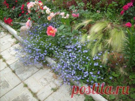 Растения для посадки под кустами роз | Самоцветик