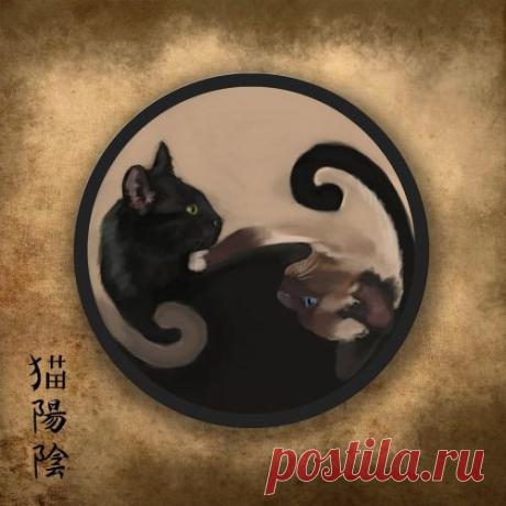 SOLSTICE - Инь Ян кошки Уэсли Paquette