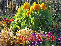 Календарь садовода, сентябрь