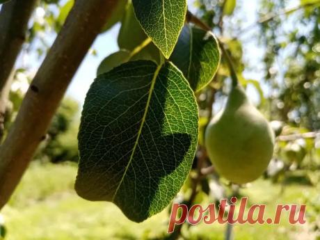 Как по форме кроны определить будущий урожай груши: почему пирамидальная — лучше шарообразной. Садоводы знают: урожай груши зависит не только от сорта и ухода. Огромную роль играет форма кроны.